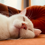 Load image into Gallery viewer, Class: Pet Photography using your Phone
