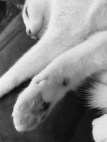 Load image into Gallery viewer, Class: Pet Photography using your Phone
