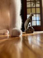 Load image into Gallery viewer, Class: Pet Photography using your Phone

