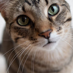 Load image into Gallery viewer, Class: Pet Photography using your Phone
